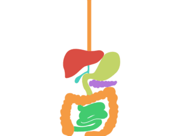 The Incredible Journey Of Food