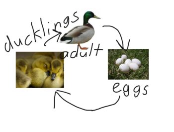 From egg to duckling.