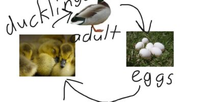 From egg to duckling.