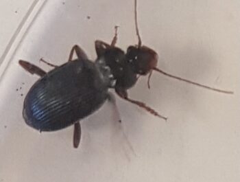Bug Blog
