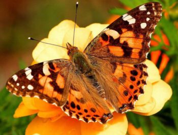 Do you want to know who lives in a silk house? Raise butterflies with us!