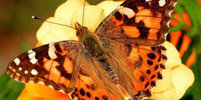 Do you want to know who lives in a silk house? Raise butterflies with us!