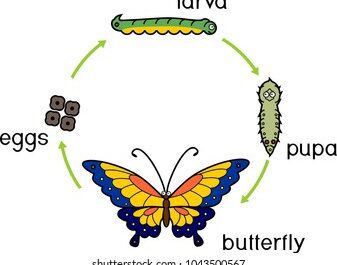 Our Butterfly Garden