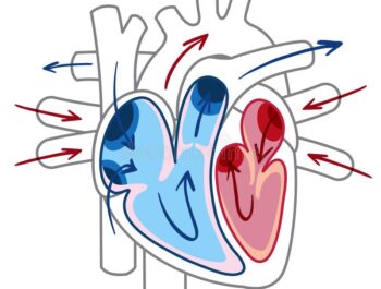 Building a model of the heart