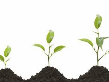 In what conditions do plants grow best?