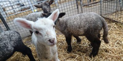 Ark Farm
