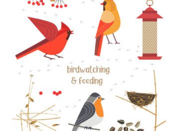 Bird care