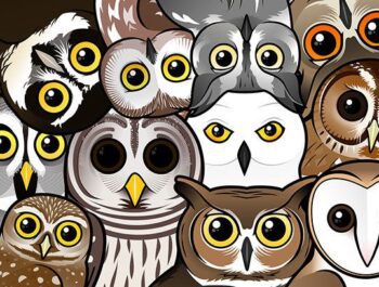 Owl eyesight