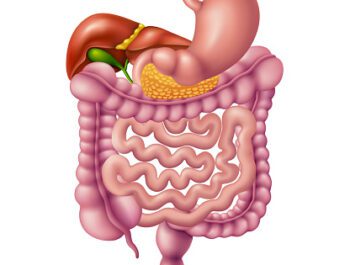 Our digestive system