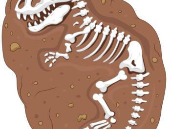 Examining Fossils