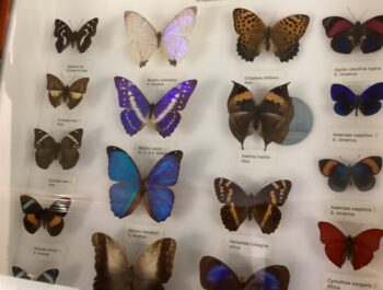 Fantastic Natural History Museum in Tring – Early Years School Trip 