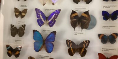 Fantastic Natural History Museum in Tring – Early Years School Trip 