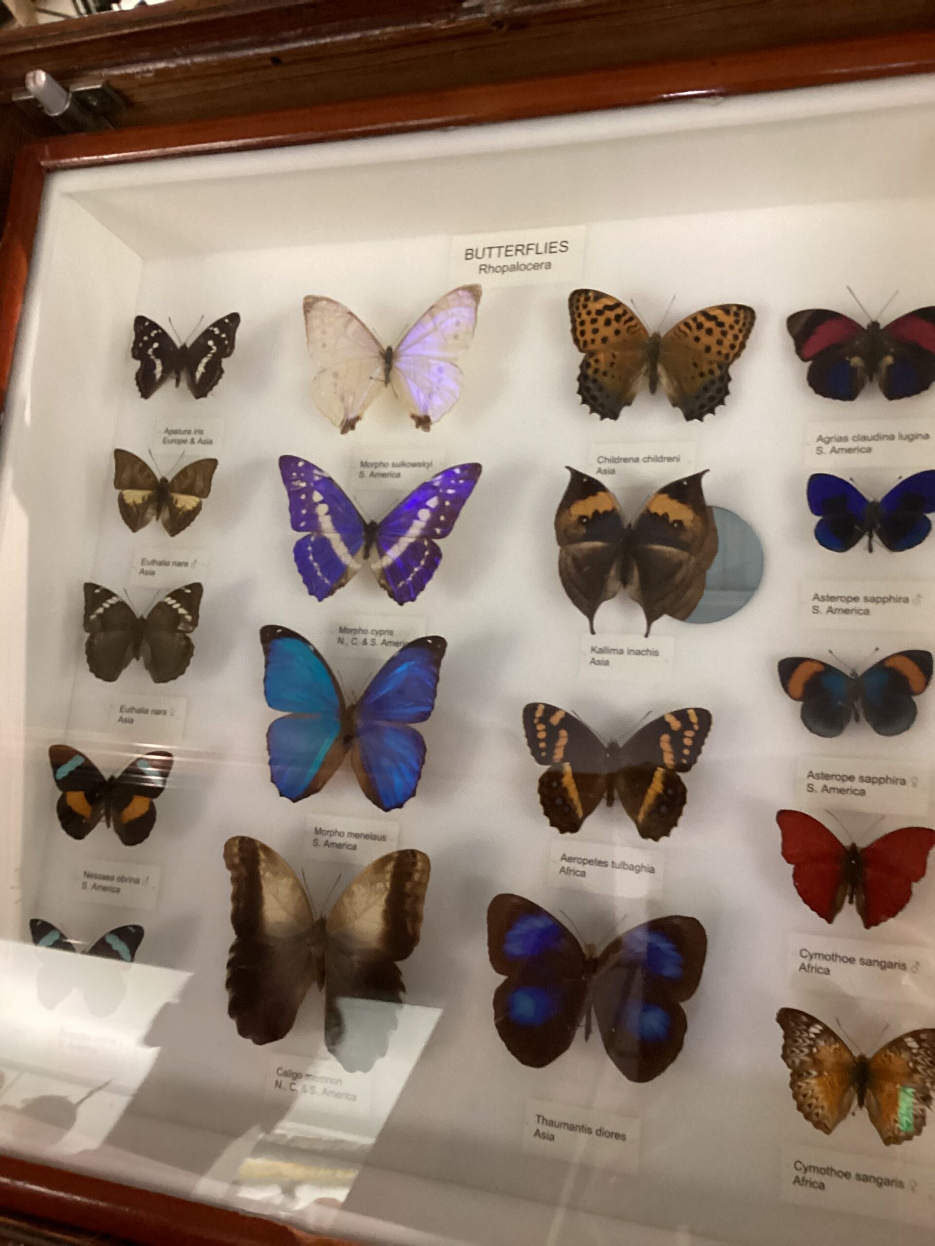 Fantastic Natural History Museum in Tring – Early Years School Trip 